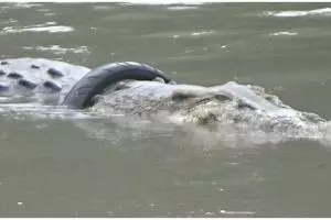 4 Aksi penyelamatan buaya berkalung ban di Palu, libatkan paranormal