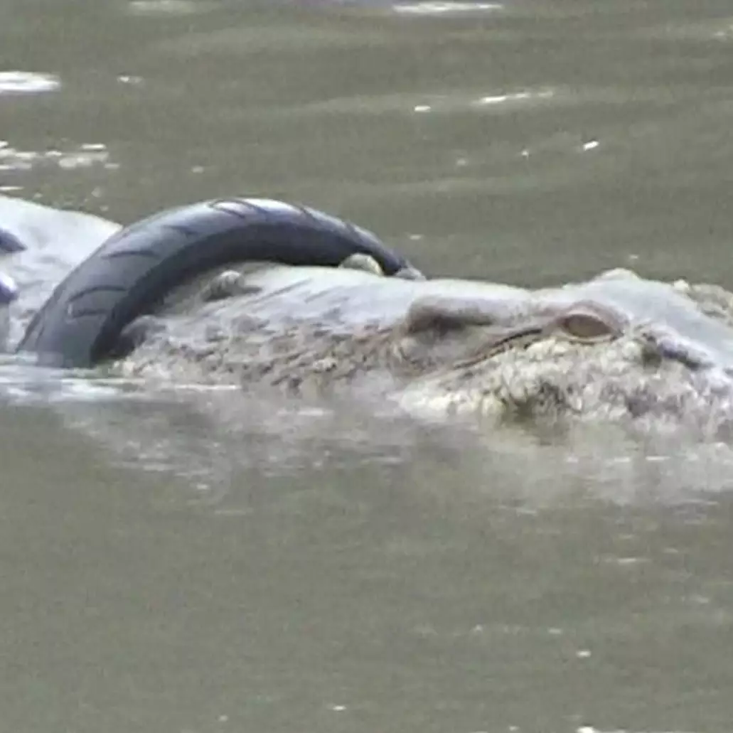 4 Aksi penyelamatan buaya berkalung ban di Palu, libatkan paranormal