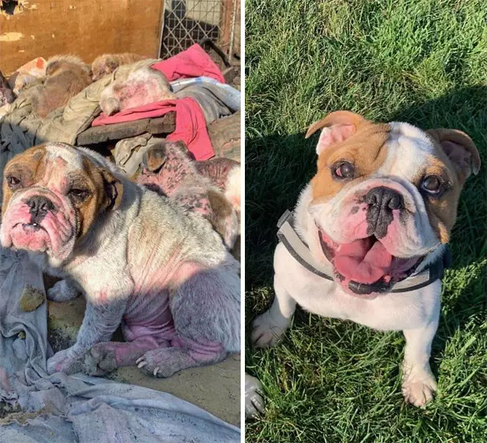 Potret anjing sebelum dan sesudah diadopsi istimewa