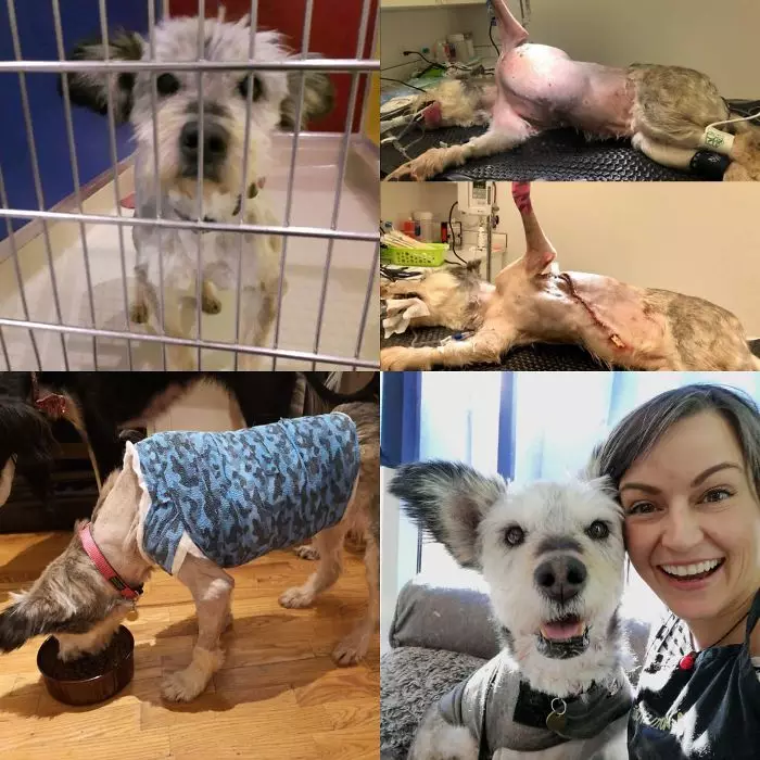 Potret anjing sebelum dan sesudah diadopsi istimewa