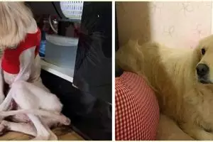 10 Potret anjing sebelum dan sesudah diadopsi, bikin haru