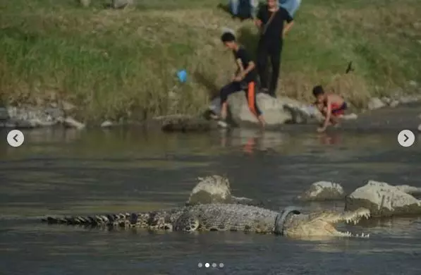 Strategi penyelamatan buaya  berbagai sumber 