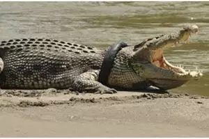 4 Strategi pakar buaya Australia evakuasi buaya berkalung ban di Palu