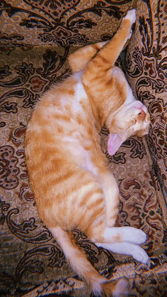 Pose tidur kucing © 2020 brilio.net Pose tidur kucing © 2020 brilio.net