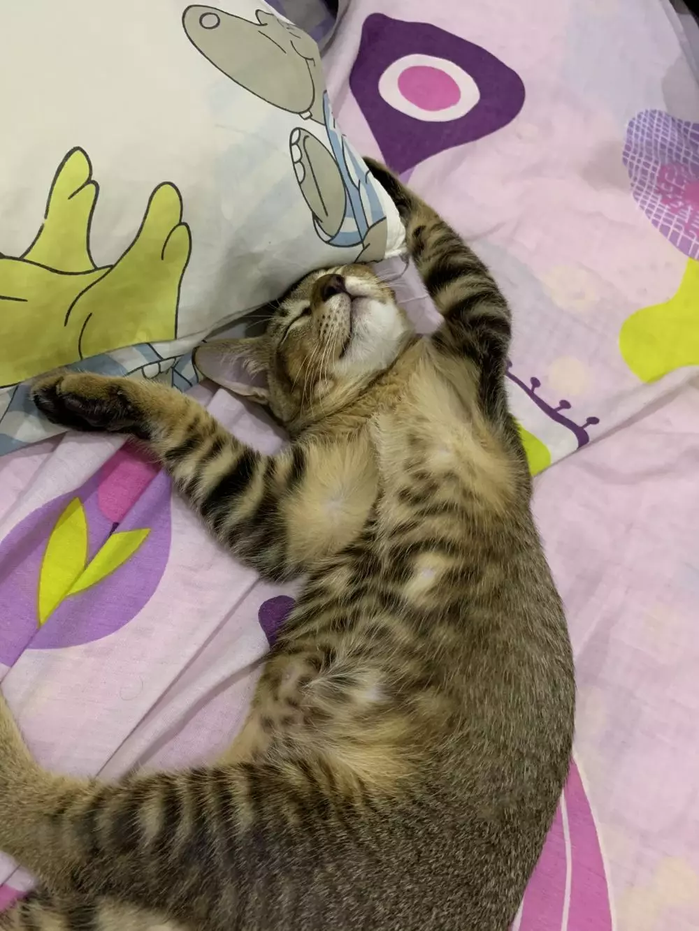 Pose tidur kucing © 2020 brilio.net Pose tidur kucing © 2020 brilio.net