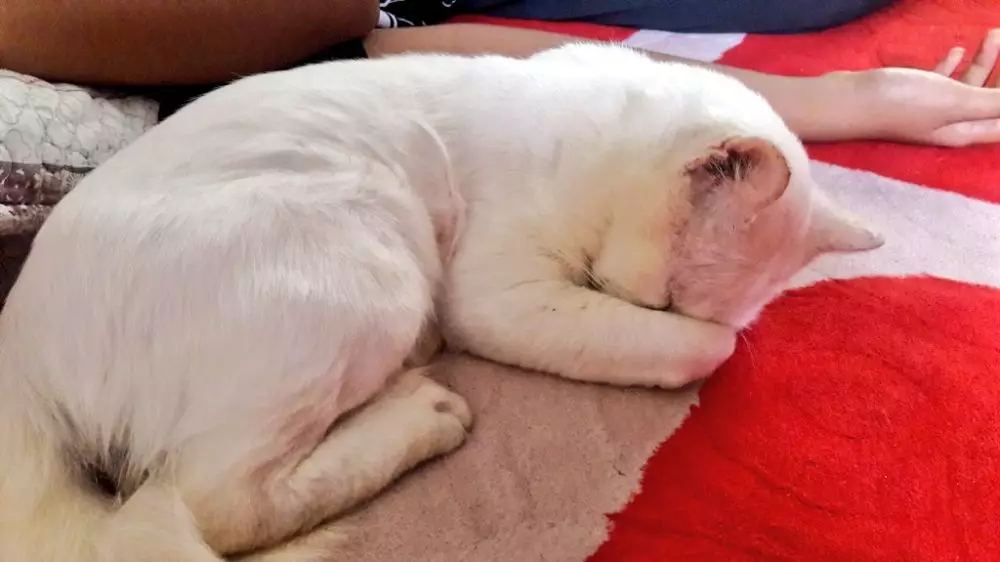 Pose tidur kucing © 2020 brilio.net Pose tidur kucing © 2020 brilio.net