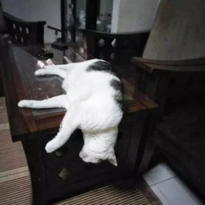 Pose tidur kucing © 2020 brilio.net Pose tidur kucing © 2020 brilio.net