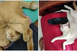 15 Potret pose tidur kucing ini bikin badan ikut encok