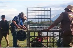 Detik-detik Matt Wright kejar-kejaran dengan buaya berkalung ban