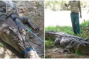 Viral warga Mamuju Tengah kuliti buaya 4 meter, begini faktanya