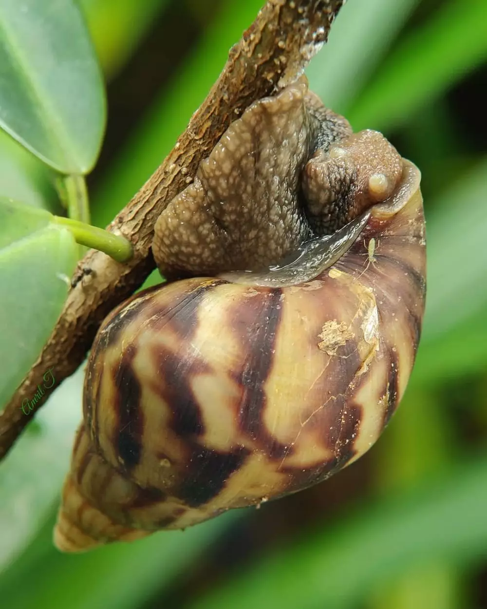 Instagram/@amril_t © 2020 brilio.net