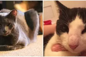 10 Potret kucing disengat lebah ini kasihan tapi lucu