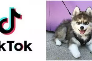 7 Video TikTok anak anjing ini gemesin