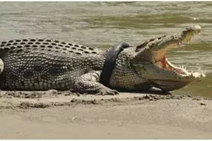 Pakar buaya Australia pulang, begini nasib buaya berkalung ban