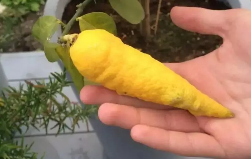 9 Potret buah dengan bentuk tak lazim Berbagai sumber