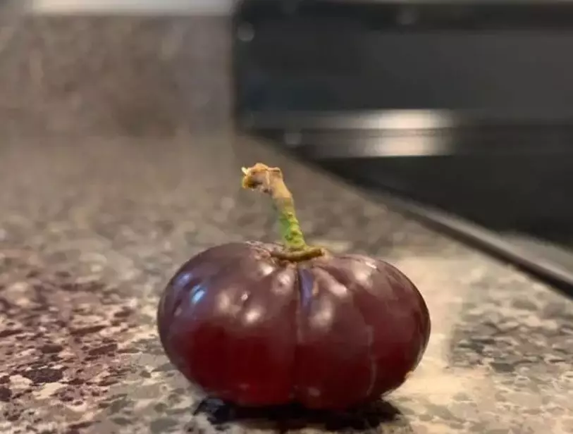 9 Potret buah dengan bentuk tak lazim Berbagai sumber