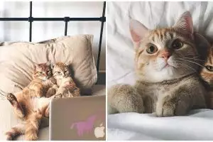 7 Potret tingkah aneh kucing, bikin geleng-geleng kepala