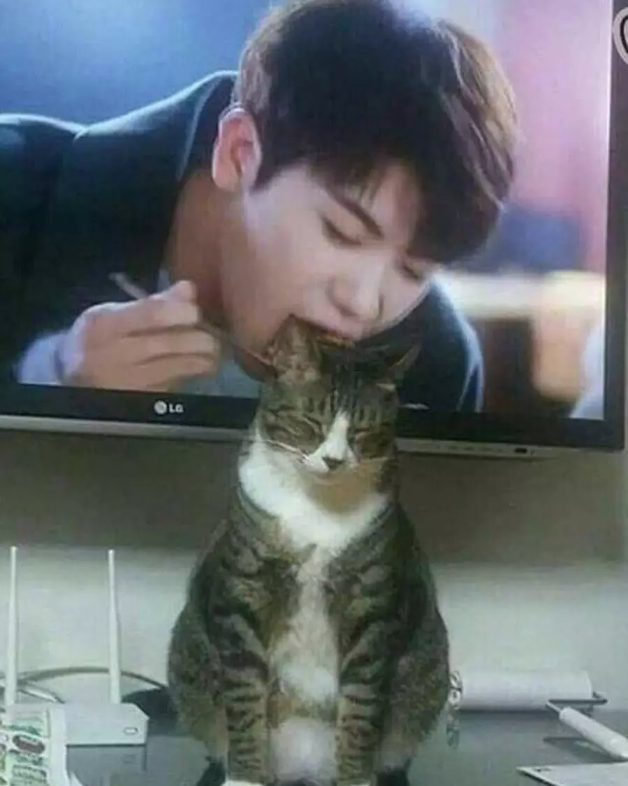 tingkah lucu kucing bikin gemas © 2020 1cak.com