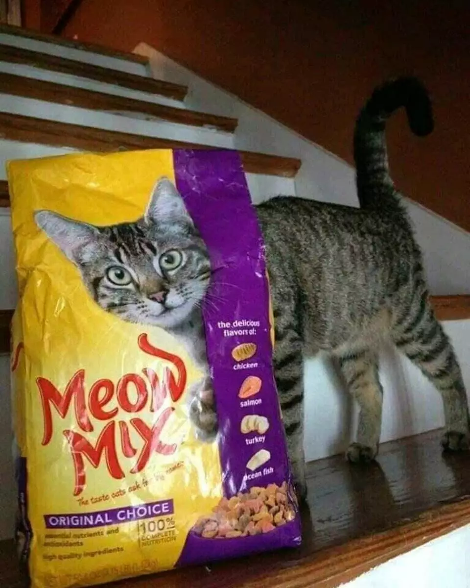 tingkah lucu kucing bikin gemas © 2020 1cak.com