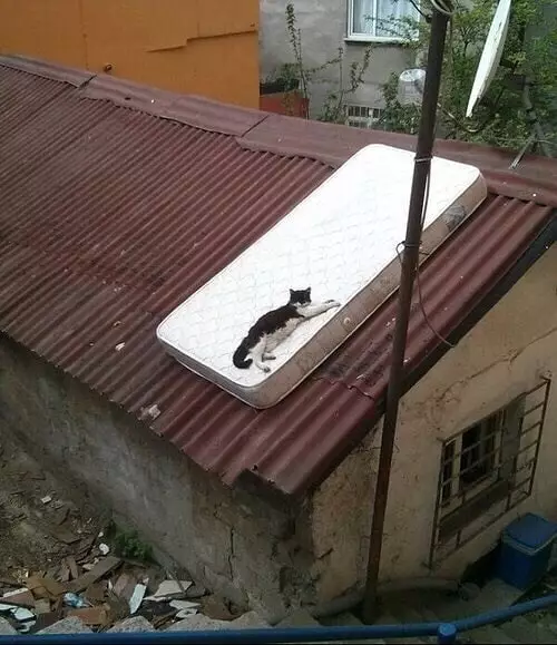 tingkah lucu kucing bikin gemas © 2020 1cak.com