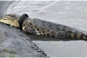 Matt Wright kembali, ini strategi evakuasi buaya berkalung ban