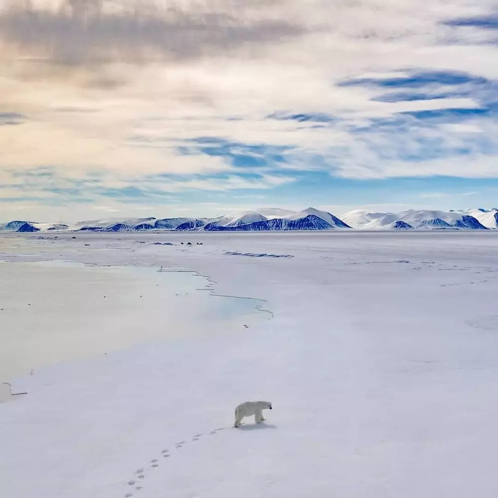 beruang kutub istimewa beruang kutub istimewa