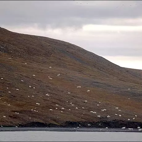beruang kutub istimewa beruang kutub istimewa