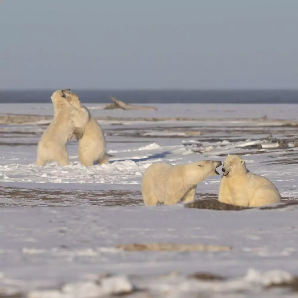 beruang kutub istimewa beruang kutub istimewa