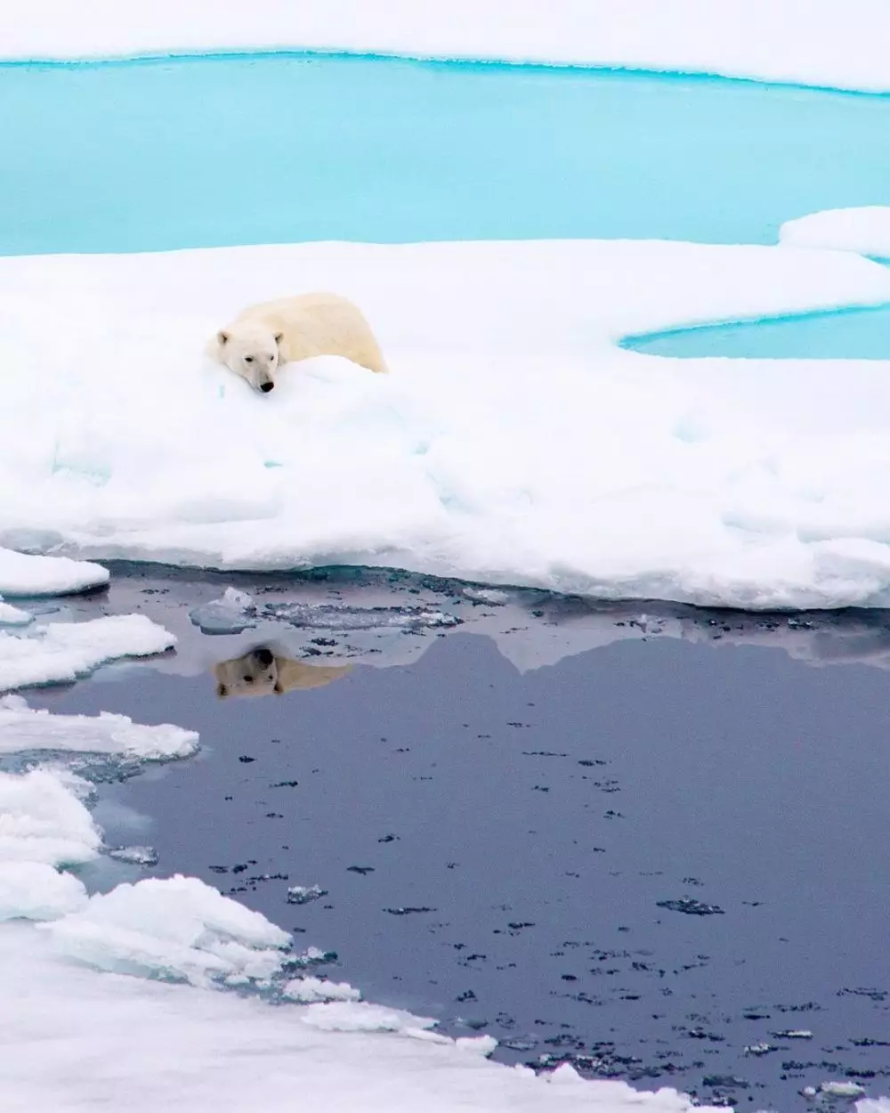 beruang kutub istimewa beruang kutub istimewa