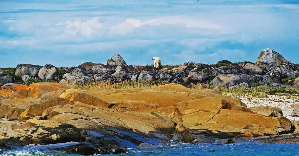 beruang kutub istimewa beruang kutub istimewa