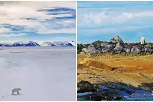 7 Tempat melihat beruang kutub selain di kutub utara