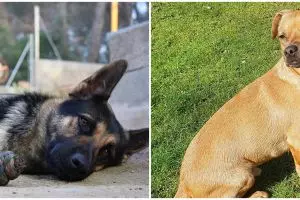 Anjing di Hong Kong positif Corona, penularan hewan pertama