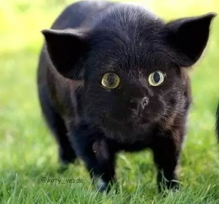 Editan hewan bermuka kucing berbagai sumber Editan hewan bermuka kucing berbagai sumber