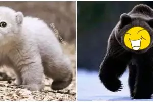 10 Editan hewan bermuka kucing ini kocaknya bikin cengar-cengir