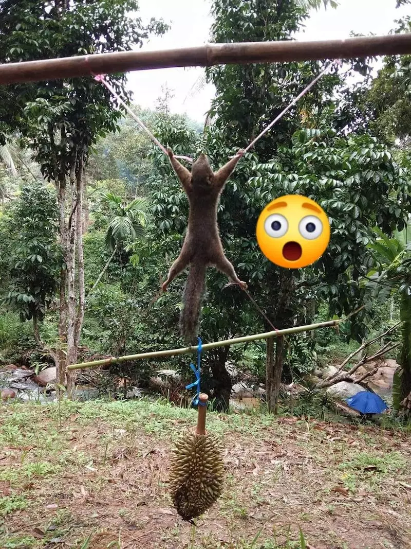 Aksi tupai diikat © 2020 brilio.net