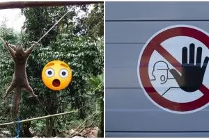 Aksi menghukum tupai karena curi buah ini dikecam warganet