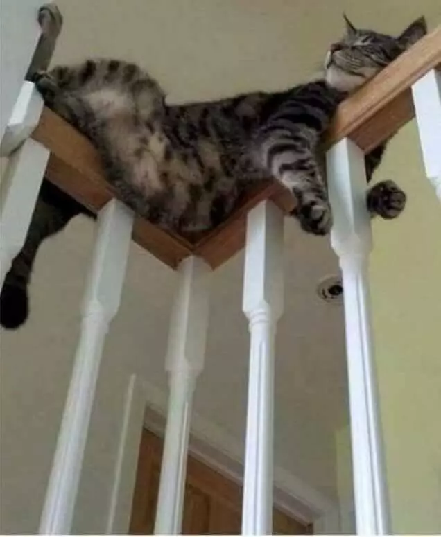 tempat kucing tidur ini nggak biasa Twitter tempat kucing tidur ini nggak biasa Twitter