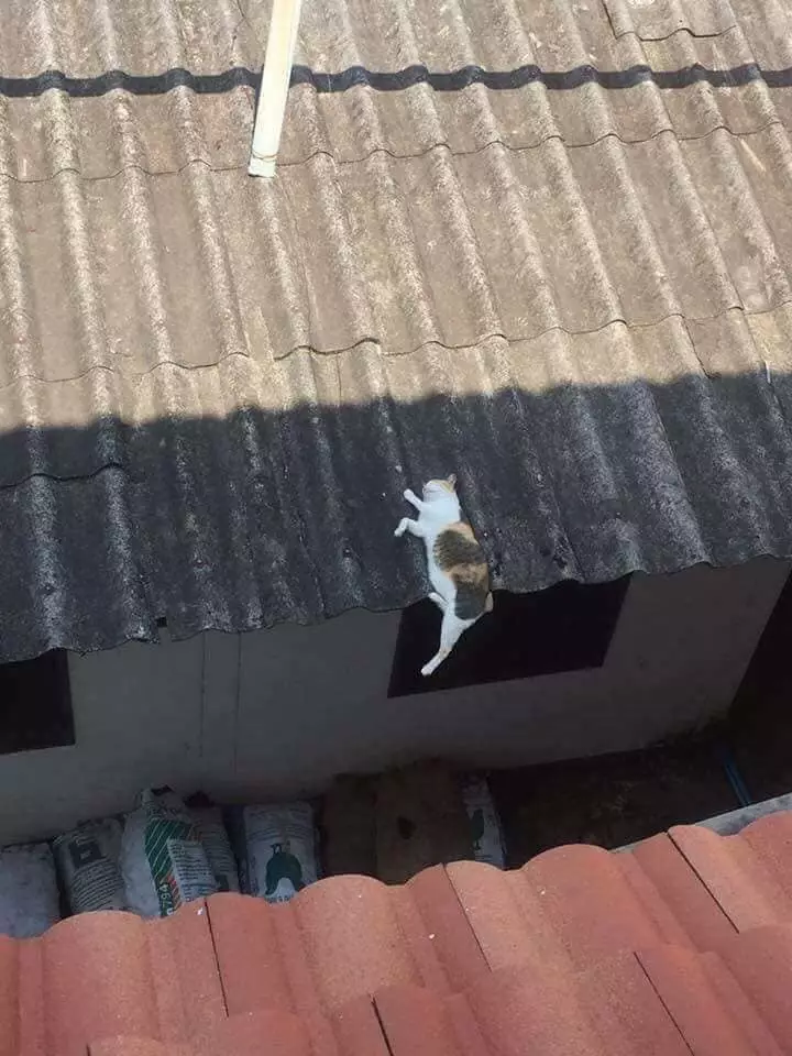 tempat kucing tidur ini nggak biasa Twitter tempat kucing tidur ini nggak biasa Twitter