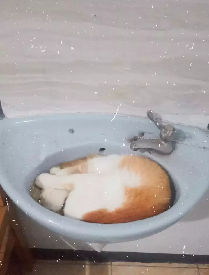 tempat kucing tidur ini nggak biasa Twitter tempat kucing tidur ini nggak biasa Twitter