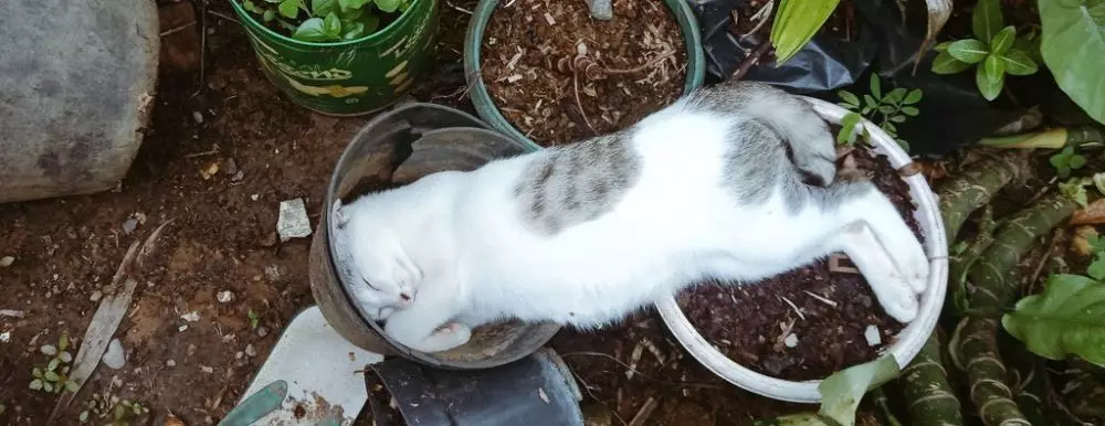tempat kucing tidur ini nggak biasa Twitter tempat kucing tidur ini nggak biasa Twitter