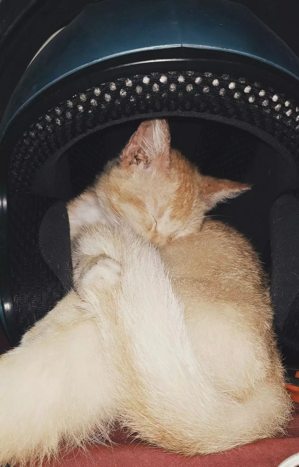 tempat kucing tidur ini nggak biasa Twitter tempat kucing tidur ini nggak biasa Twitter