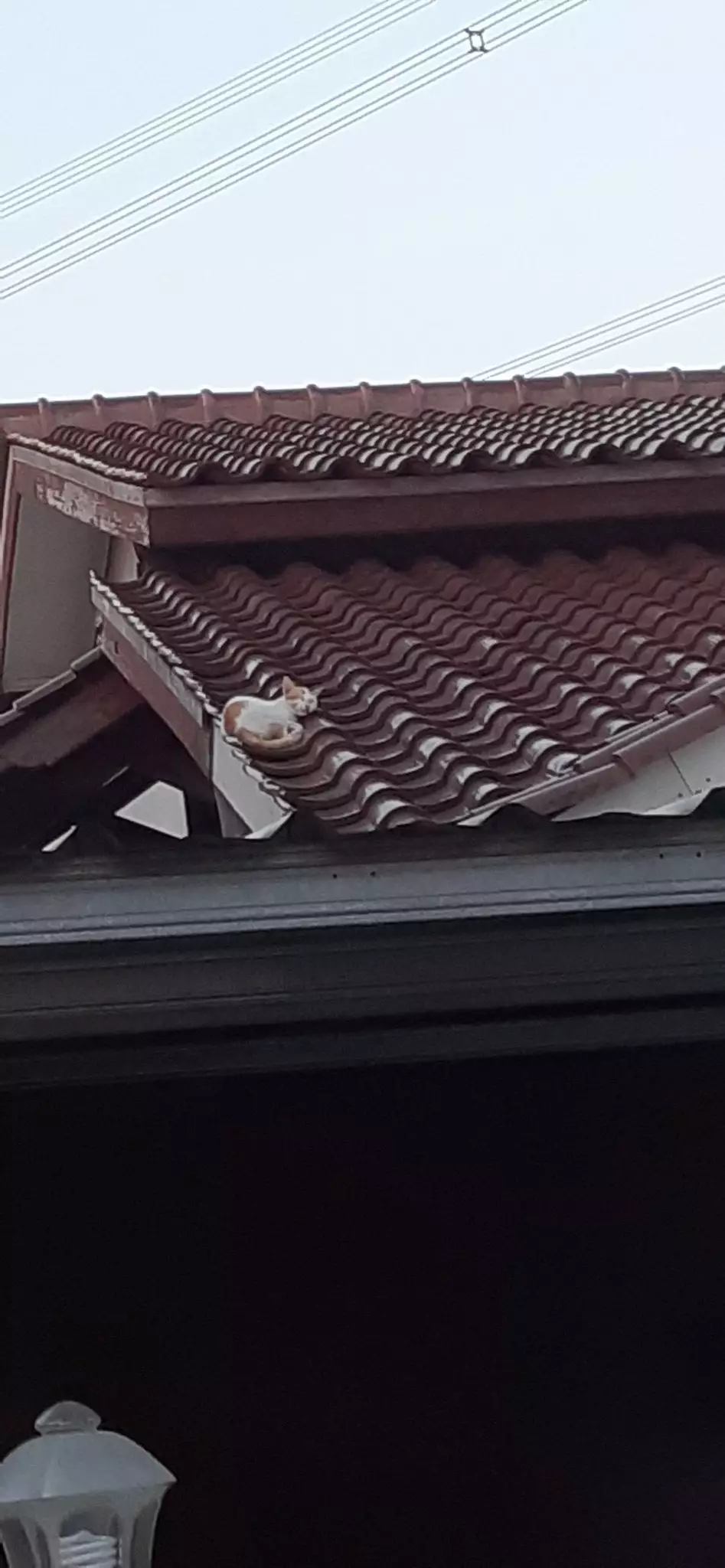 tempat kucing tidur ini nggak biasa Twitter tempat kucing tidur ini nggak biasa Twitter