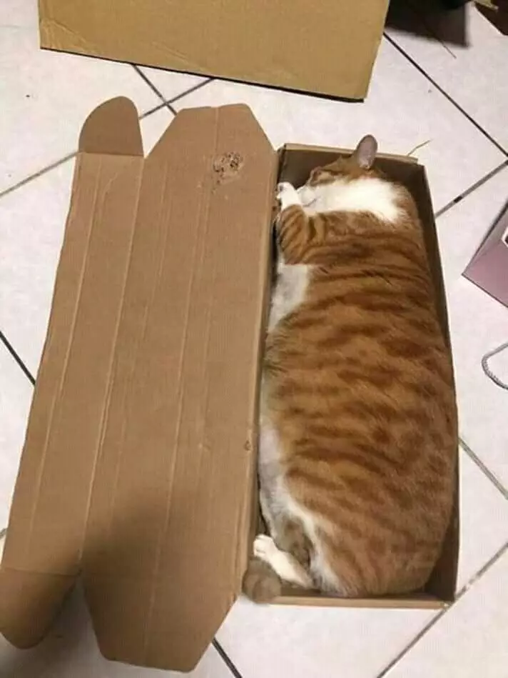 tempat kucing tidur ini nggak biasa Twitter tempat kucing tidur ini nggak biasa Twitter