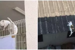 10 Tempat kucing tidur ini nggak biasa, bikin was-was