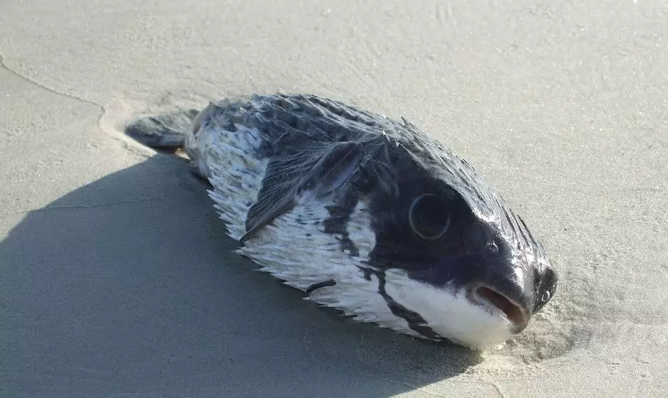 ikan buntal © 2020 brilio.net