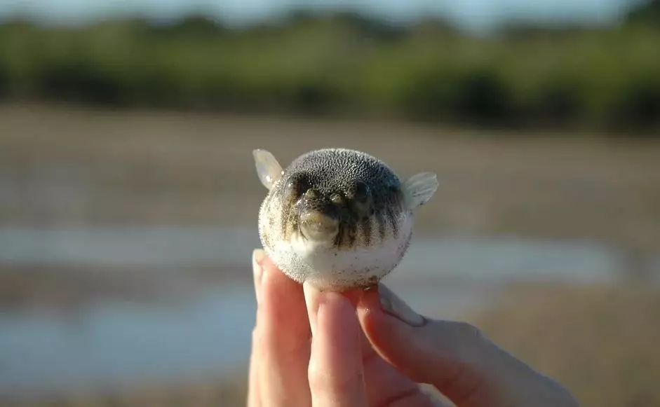 ikan buntal © 2020 brilio.net