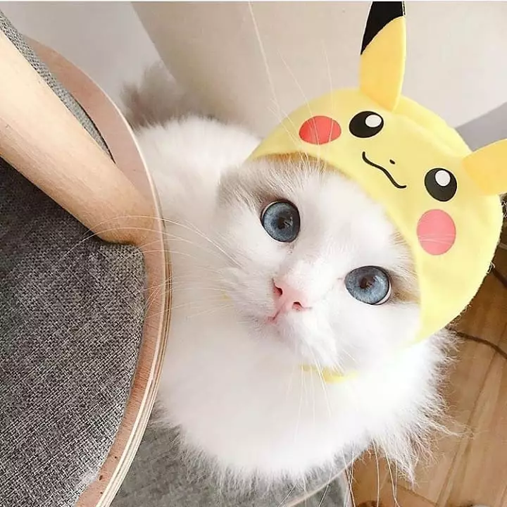 Kucing Berdandan berbagai sumber Kucing Berdandan berbagai sumber