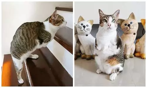 kucing © 2020 brilio.net