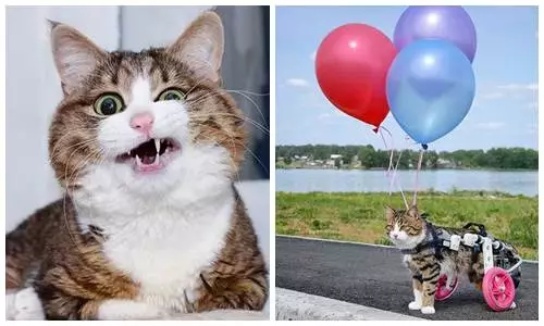 kucing © 2020 brilio.net