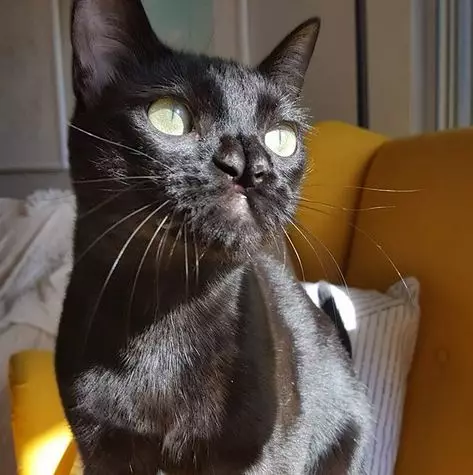 kucing © 2020 brilio.net